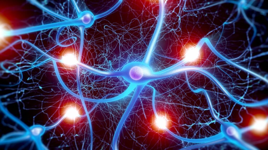 Neurones, cerveau, cellules gliales, réseau, circuit, neuronal, Bruce Lipton, Ascension Succès 