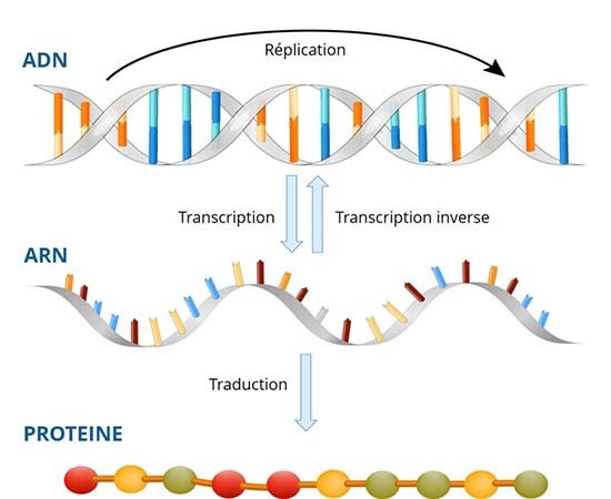 La polymérase est un processus qui permet de répliquer l'ADN. 