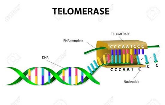 La télomérase est un facteur important de vieillissement mais qui peut être ralenti ou accéléré selon des facteurs psychologiques. 